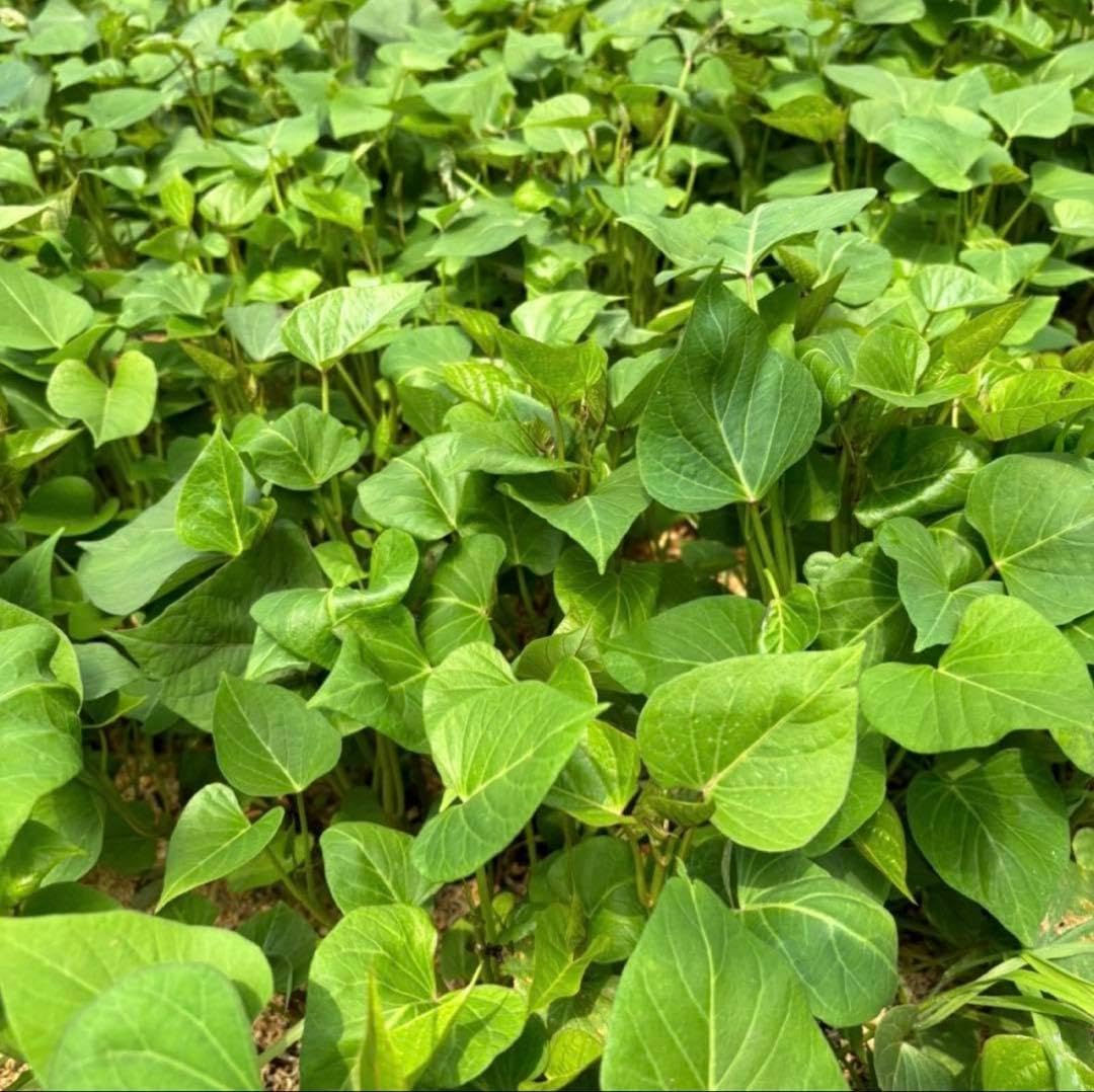 Amazon｜シルクスイート苗 さつまいも苗 50本｜観葉植物 オンライン通販